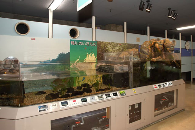 鴨川の上流と下流に生息する生き物などの飼育展示/京都市青少年科学センター(京都府)