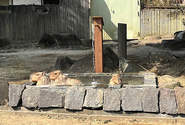 カピバラ/横浜市立金沢動物園(神奈川県/横浜市)