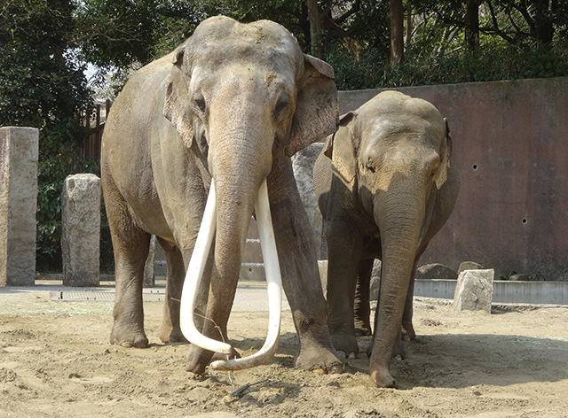 インドゾウ/横浜市立金沢動物園(神奈川県/横浜市)