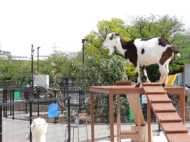 橋の上を歩くヤギ/あらかわ遊園(東京都/荒川区)