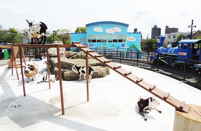 ヤギやヒツジが思い思いに過ごしている/あらかわ遊園(東京都/荒川区)