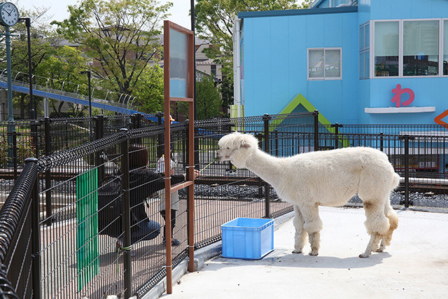アルパカ、ヤギ、ヒツジにえさをあげることもできる/あらかわ遊園(東京都/荒川区)