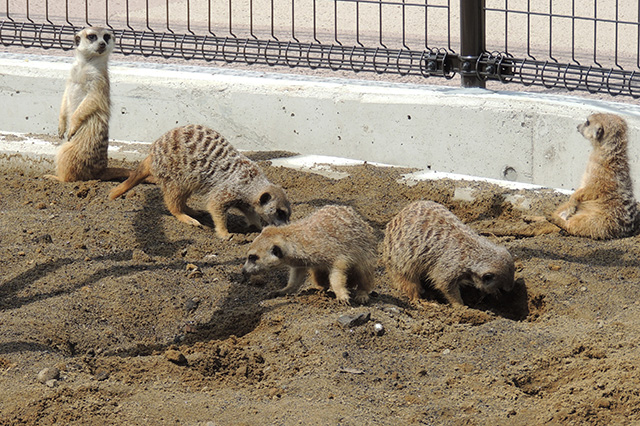 ミーアキャット/あらかわ遊園(東京都/荒川区)