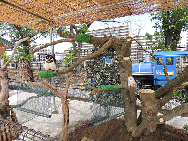 フクロウやミミズクなどがいる猛禽類フォトスポット/あらかわ遊園(東京都/荒川区)
