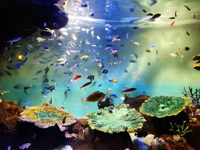 海の世界が広がる館内/宮島水族館(広島県/廿日市)