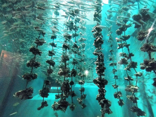 幻想的な宮島名産のカキの養殖いかだ風景/宮島水族館(広島県/廿日市)