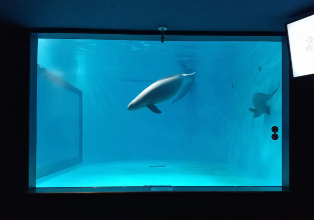 スナメリ/宮島水族館(広島県/廿日市)