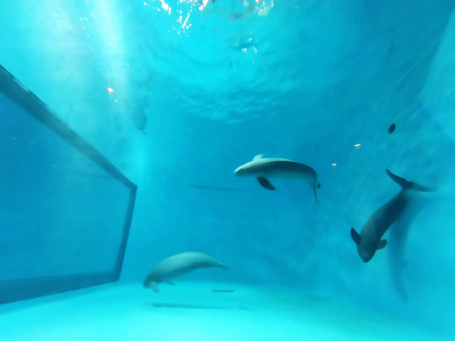 瀬戸内海唯一のほ乳類としても知られるスナメリ/宮島水族館(広島県/廿日市)