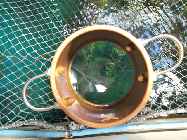 カキいかだに設置された箱メガネから海中世界をのぞける/宮島水族館(広島県/廿日市)