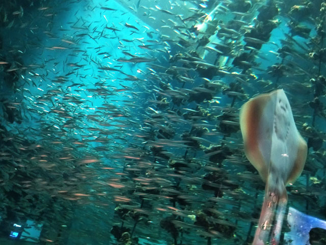 キラキラと光を乱射するカタクチイワシの群れ/宮島水族館(広島県/廿日市)