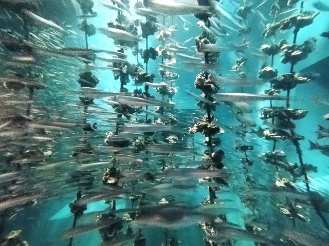 カキの養殖風景を展示/宮島水族館(広島県/廿日市)