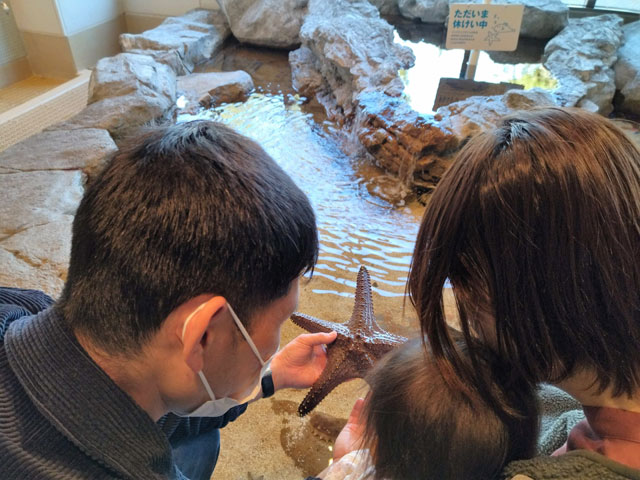 大人の顔ほどもある大きなヒトデも!/宮島水族館(広島県/廿日市)