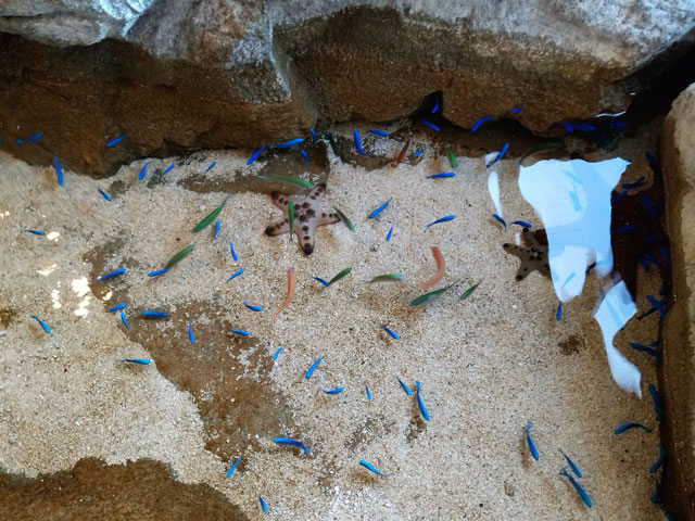 海の生き物を子どもにもわかりやすく紹介する講座も開催されている/宮島水族館(広島県/廿日市)