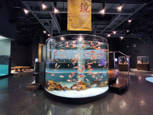 さまざまな形をした水槽の中をゆったりと泳ぐ金魚や錦鯉/宮島水族館(広島県/廿日市)