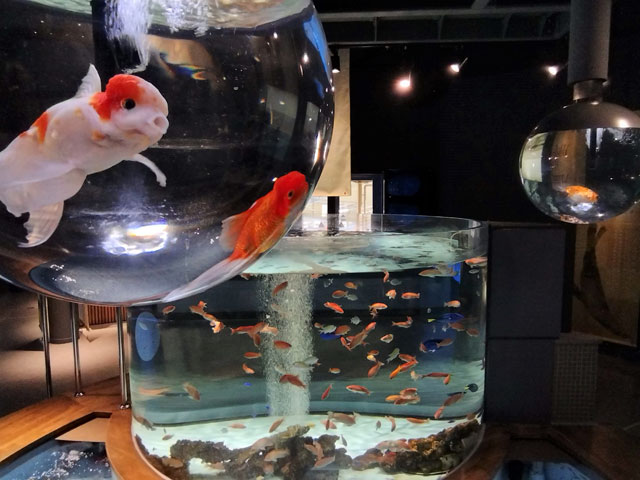 さまざまな形をした水槽の中をゆったりと泳ぐ金魚や錦鯉/宮島水族館(広島県/廿日市)