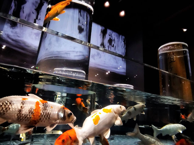 円柱形の水槽を上っていく錦鯉の姿/宮島水族館(広島県/廿日市)