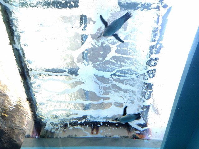 空を飛ぶように泳ぐペンギン/宮島水族館(広島県/廿日市)