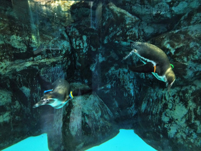 海中をすばしっこく泳ぐペンギン/宮島水族館(広島県/廿日市)