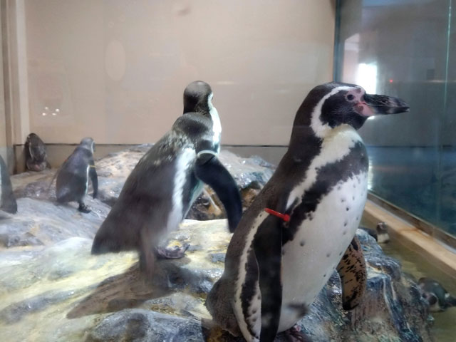 フンボルトペンギンの愛らしいさまざまな姿を見学できる「ペンギンプール」/宮島水族館(広島県/廿日市)
