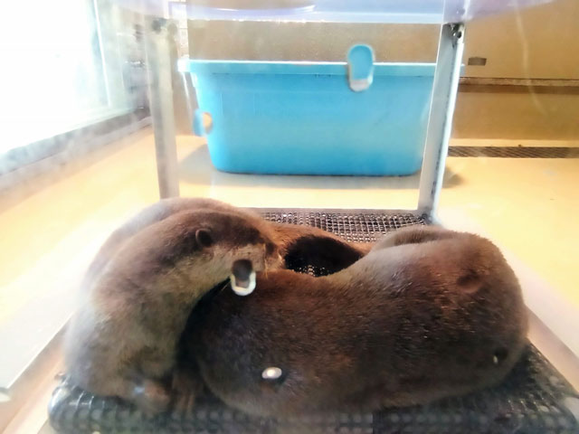 お昼寝タイムのコツメカワウソ/宮島水族館(広島県/廿日市)