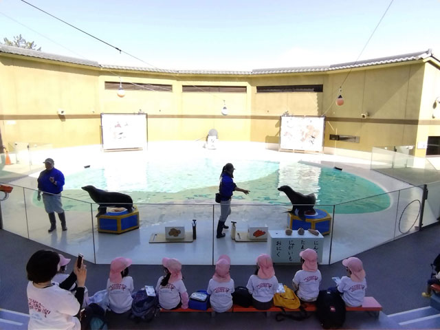子どもたちの前に登場したアシカ君たち/宮島水族館(広島県/廿日市)