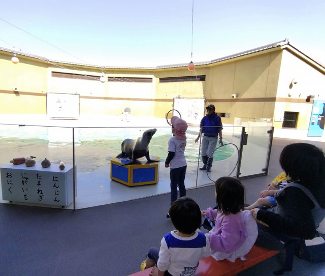 アシカライブの様子/宮島水族館(広島県/廿日市)