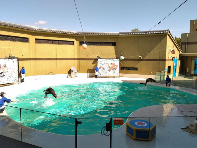 アシカライブの様子/宮島水族館(広島県/廿日市)