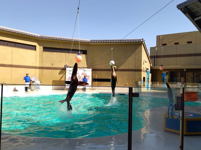 アシカライブの様子/宮島水族館(広島県/廿日市)