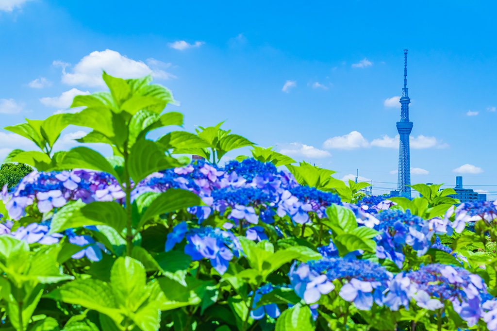 東京周辺 子連れ家族旅行のおすすめホテル 6月の人気ランキングtop10 るるぶkids