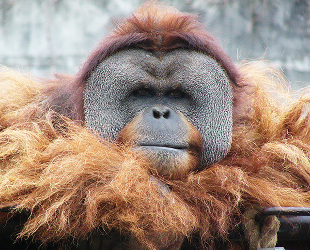 スマトラオランウータン「イーバン」/市川市動植物園(千葉県)