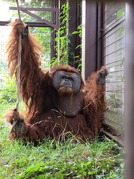 スマトラオランウータン「イーバン」/市川市動植物園(千葉県)