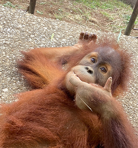 スマトラオランウータン メス「ポポ」/市川市動植物園(千葉県)