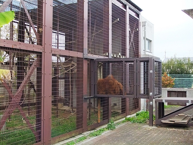 一部突出したオランウータン舎/市川市動植物園(千葉県)