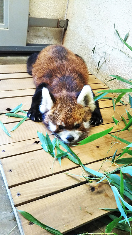 レッサーパンダの「ナミ」/市川市動植物園(千葉県)