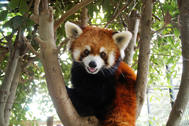 レッサーパンダの「ムギ」/市川市動植物園(千葉県)