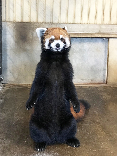 レッサーパンダのメス「ココア」/市川市動植物園(千葉県)