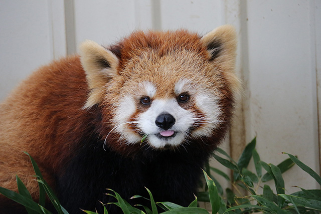 レッサーパンダの「テル」/市川市動植物園(千葉県)