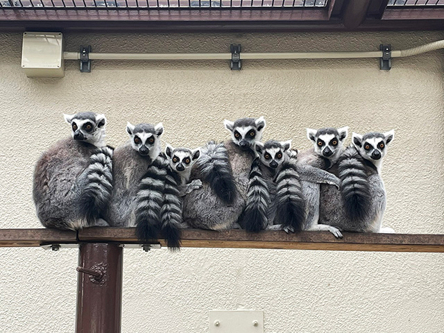 ワオキツネザル/市川市動植物園(千葉県)