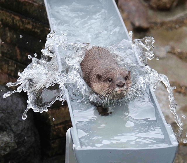 コツメカワウソ/市川市動植物園(千葉県)
