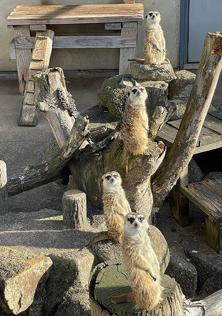 ミーアキャット/市川市動植物園(千葉県)