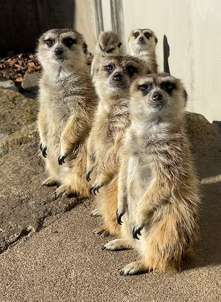 ミーアキャット/市川市動植物園(千葉県)