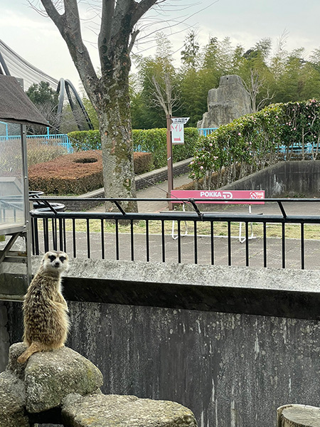 ミーアキャット/市川市動植物園(千葉県)
