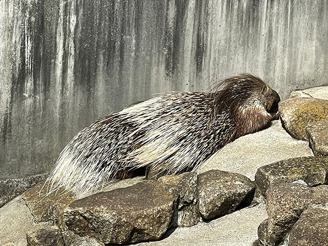 アフリカタテガミヤマアラシ/市川市動植物園(千葉県)