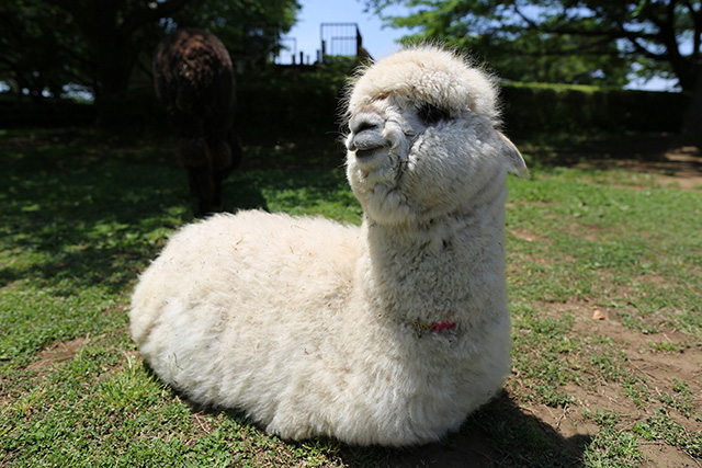 アルパカのメス「マシュ」/市川市動植物園(千葉県)