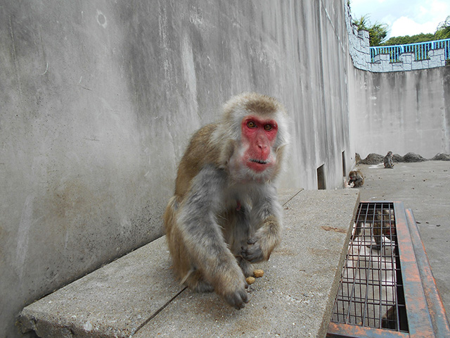 ニホンザル メス「オトメ」/市川市動植物園(千葉県)