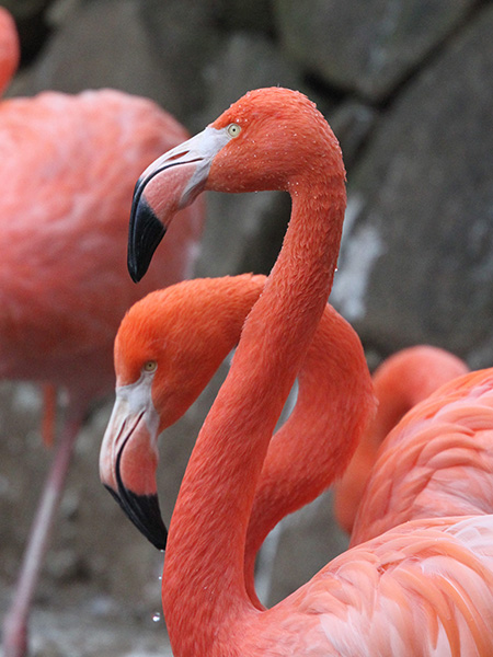 フラミンゴ/市川市動植物園(千葉県)