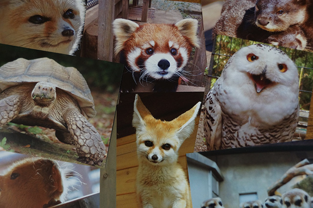 オリジナルポストカード/市川市動植物園(千葉県)