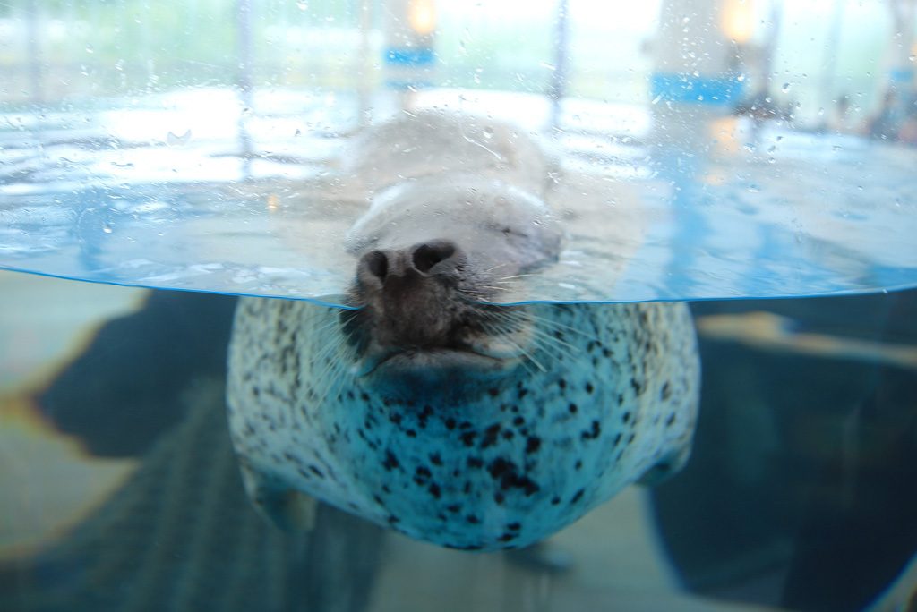 夜のすいぞくかん/京都水族館(京都府/京都市)