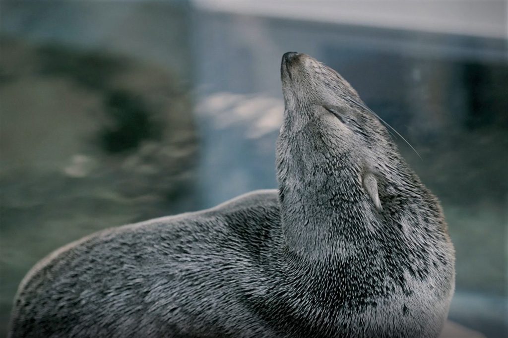 ミナミアメリカオットセイ/夜のすいぞくかん/京都水族館(京都府/京都市)