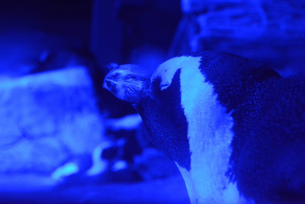 ケープペンギン/夜のすいぞくかん/京都水族館(京都府/京都市)